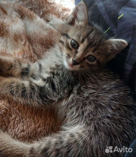 Отдамим котят бесплатно