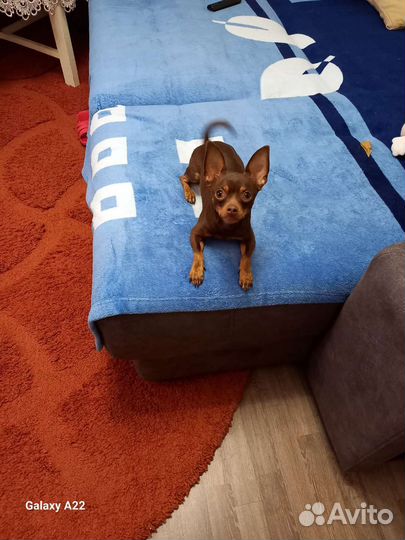 Вязка,русский той терьер 1год