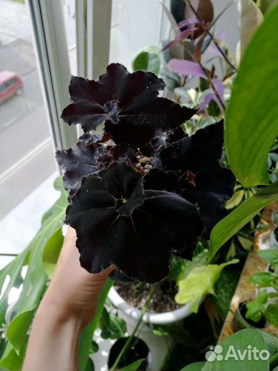 Бегонии разные