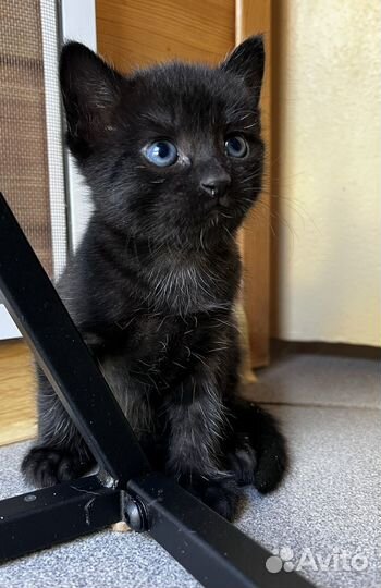 Котики бесплатно в добрые руки