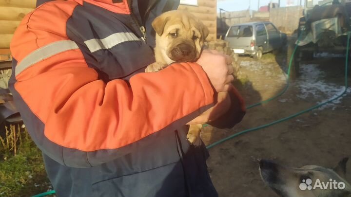 Собака в добрые руки отдам бесплатно