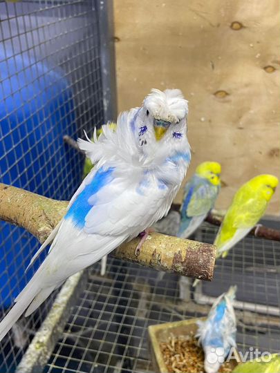 Попугай Хагоромо