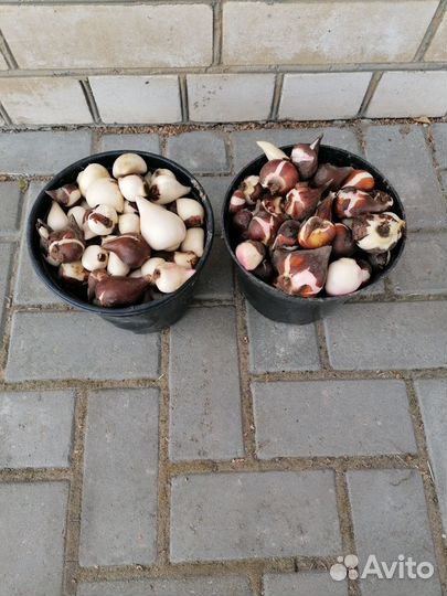 Семена тюльпанов