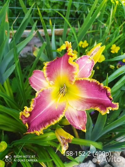 Лилейники сортовые