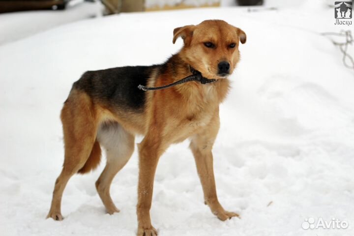 Кайра ищет дом