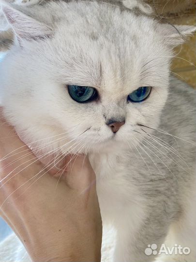 Британский котик серебряная шиншилла