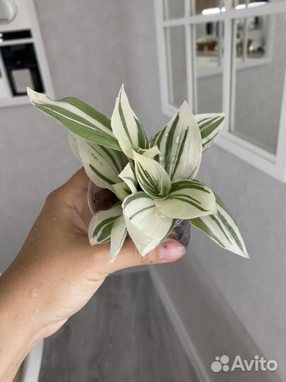 Традесканция белоцветковая белая