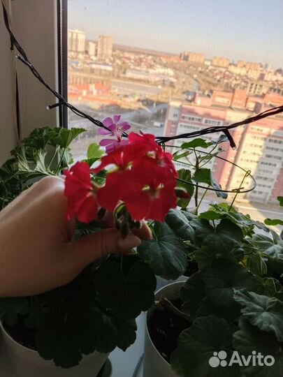 Пеларгония герань