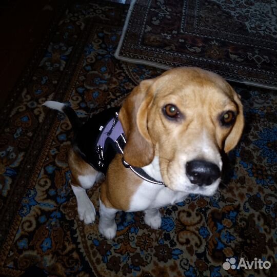 Собака породы бигль