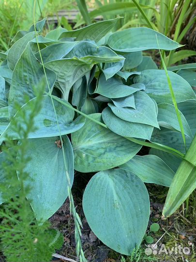 Многолетние цветы для дачи