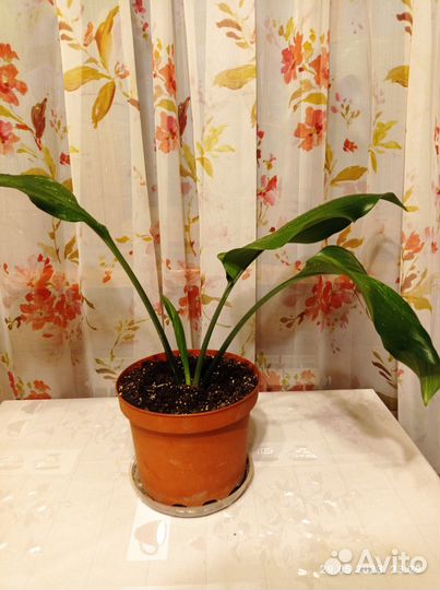 Комнатные цветы