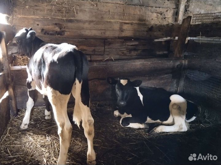 Бычки и быки