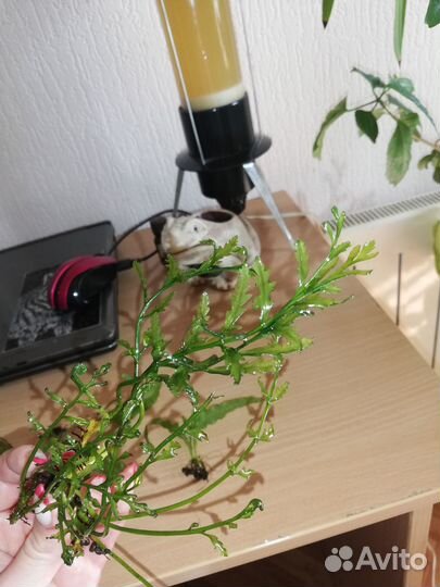 Аквариумные растения