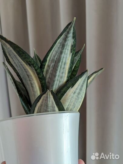 Сансевиерия Lucille Poland