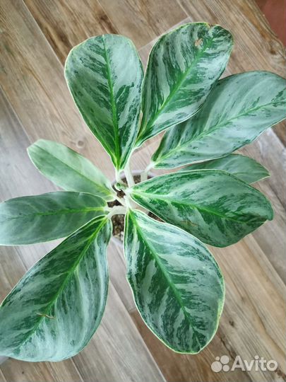 Аглаонема Ei Qu Sung