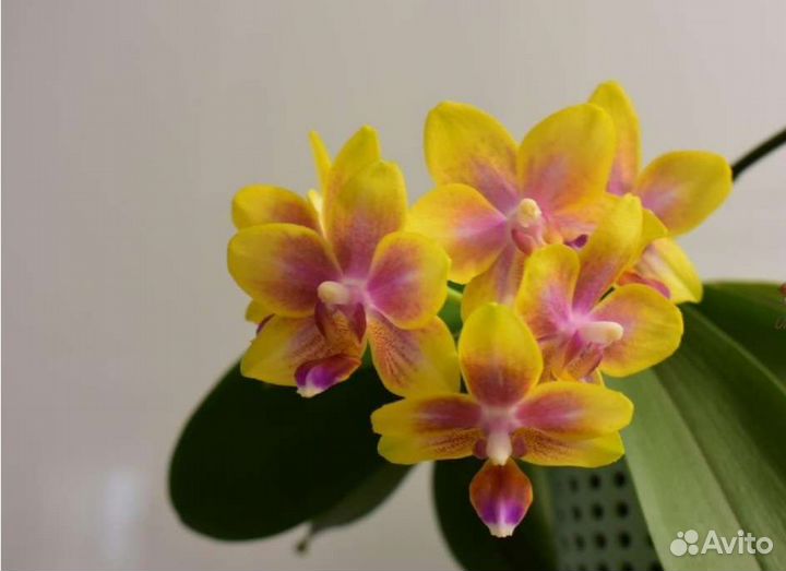 Орхидеи фаленопсис сортовые