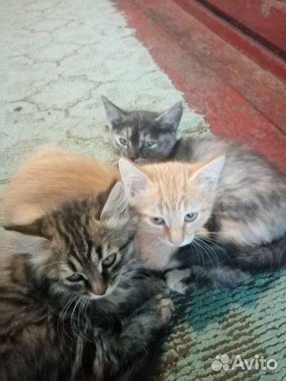 Сибирская кошка