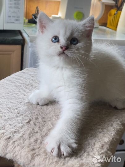 Шотландские котята