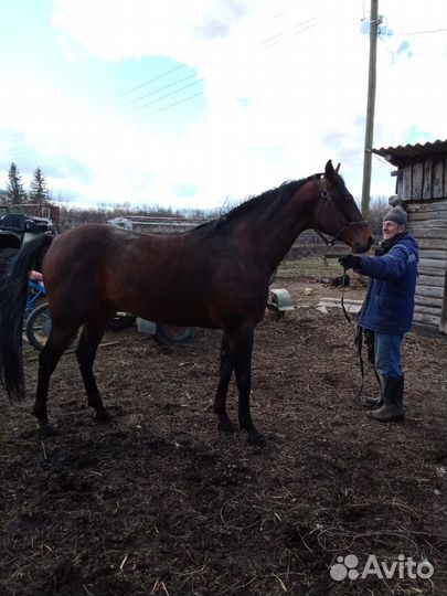 Жеребец французкий рысак