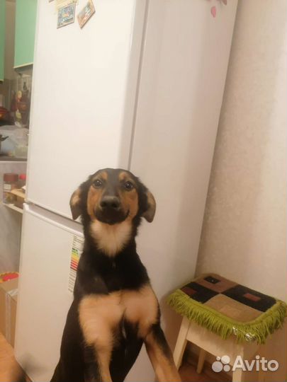 Собаки бесплатно в добрые руки щенки