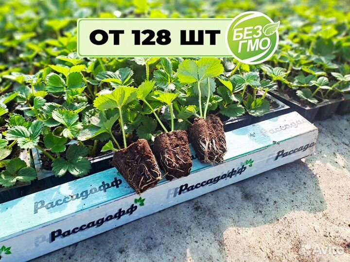 Рассада клубники. Элитные сорта оптом