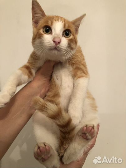 Котенок-мальчик