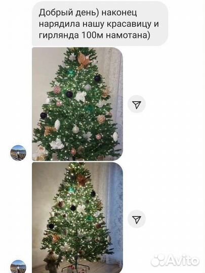 Ель царская премиум