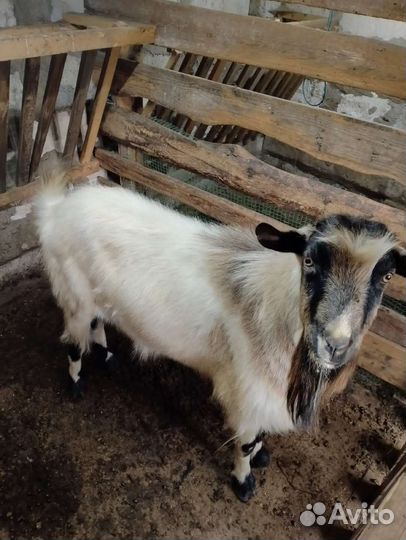 Козел и Козы