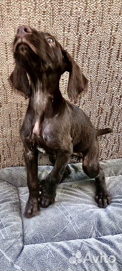 Щенки Дойч Дратхаара