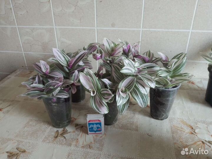 Традесканция