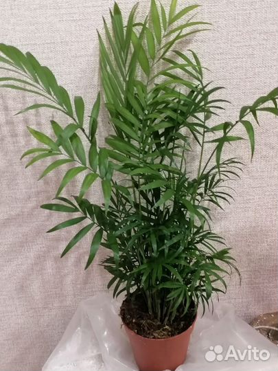 Пальма хамедорея