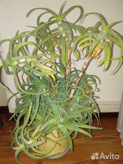 Алоэ столетник 25 года