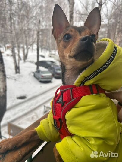 Щенок 7-8мес