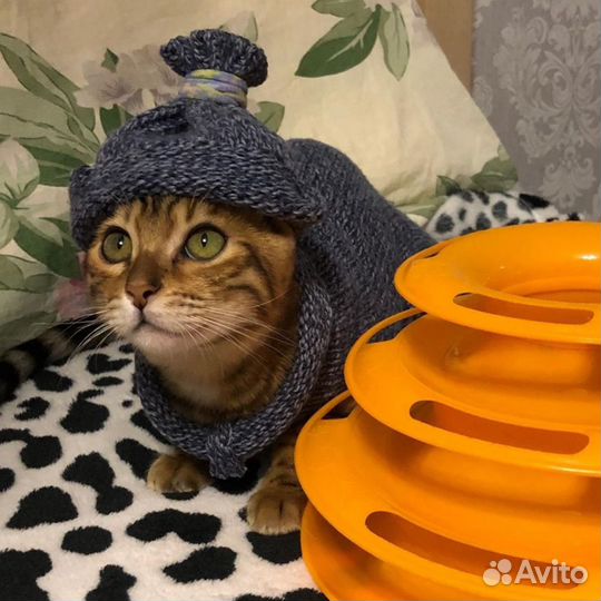 Котейки бенгальские