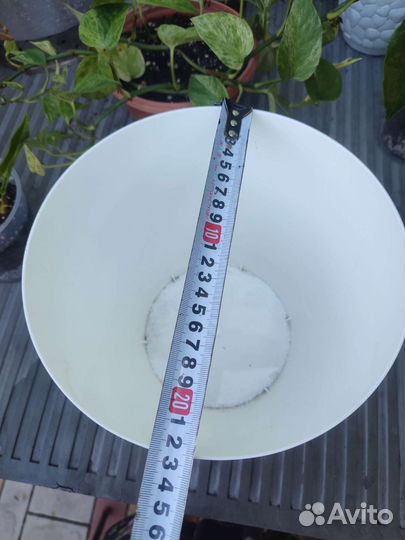 Спатифиллум