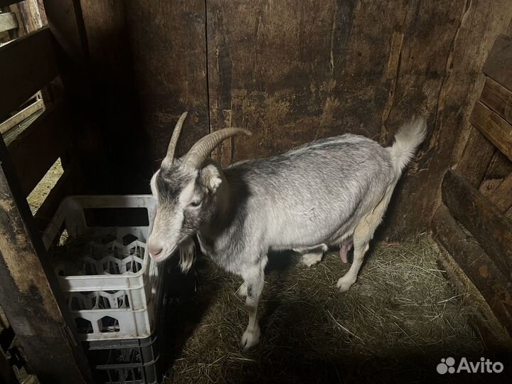 Козочки и коза ламанча