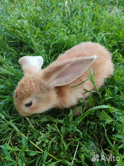 Кролики 3 месяца