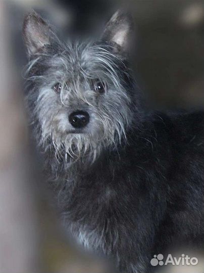 Дора и лора