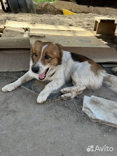 Собака в добрые руки