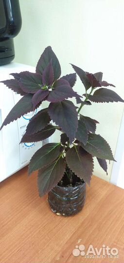 Комнатные цветы