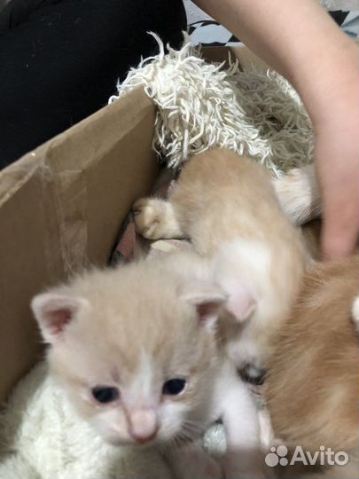 Котята в добрые руки