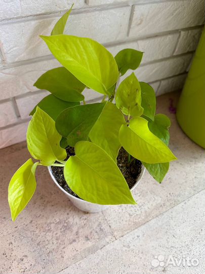 Цветы комнатные, сциндапсус, роули, монстера