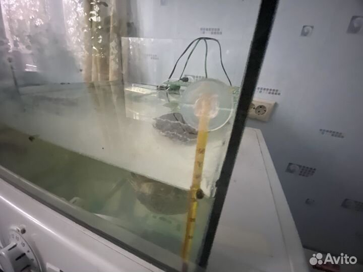 Черепаха с аквариумом