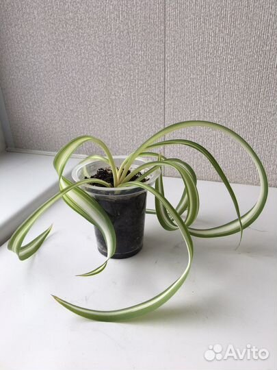 Хлорофитум кудрявый Бонни