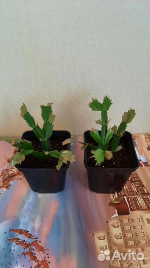 Декабрист, фикус