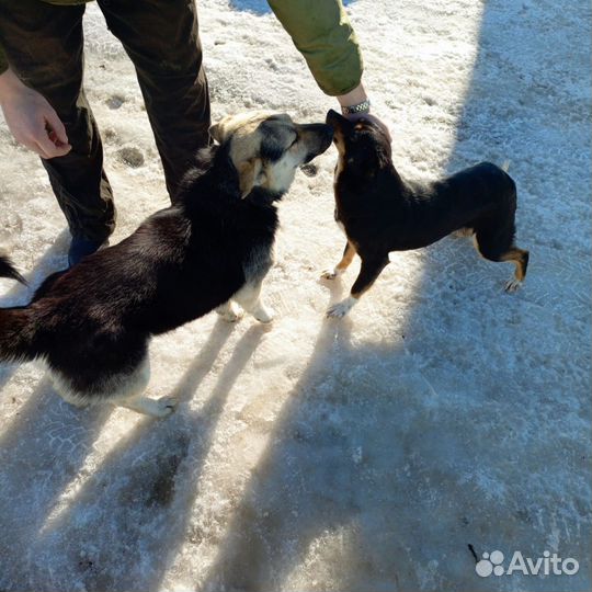 Дворовая собака