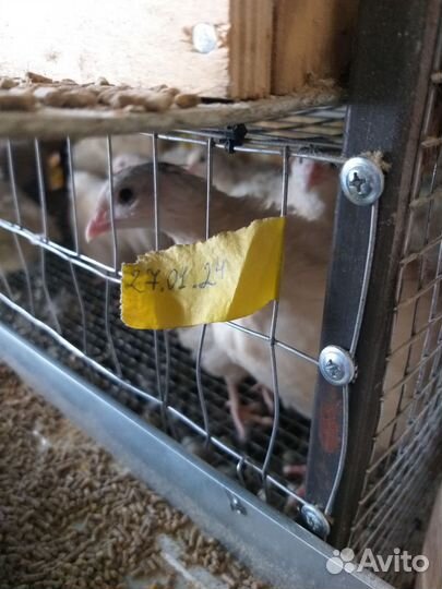 Клетка с перепелами