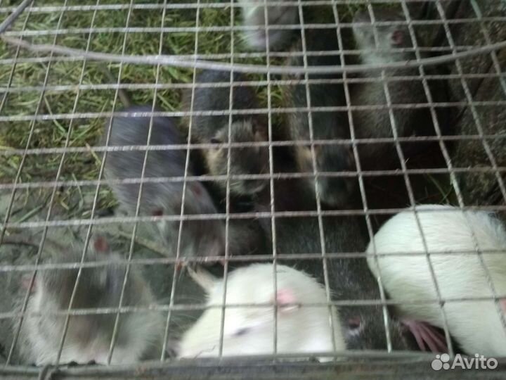 Нутрии, свинина