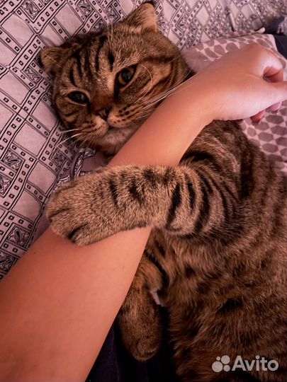 Кот пусенхороший и добрый кот