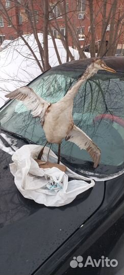 Чучело птицы